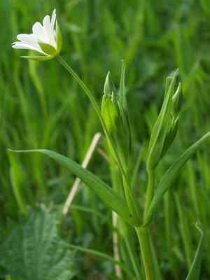 Greater stitchwort(Stellaria holostea)