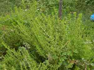 Seaside twintip(Stemodia maritima)