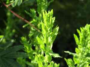 Seaside twintip(Stemodia maritima)