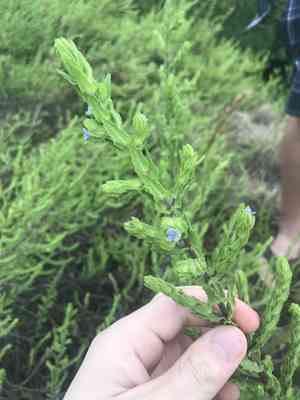 Seaside twintip(Stemodia maritima)