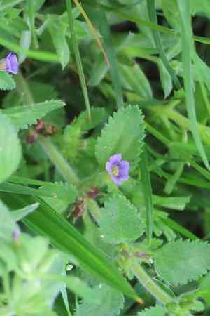 Whorled twintip(Stemodia verticillata)