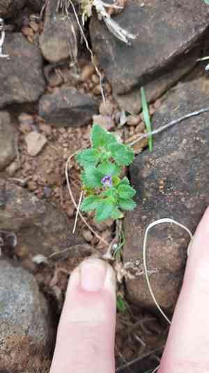 Whorled twintip(Stemodia verticillata)