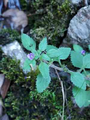 Whorled twintip(Stemodia verticillata)