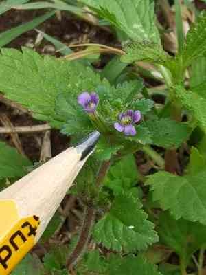 Whorled twintip(Stemodia verticillata)