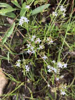 Diamond flowers(Stenaria nigricans)