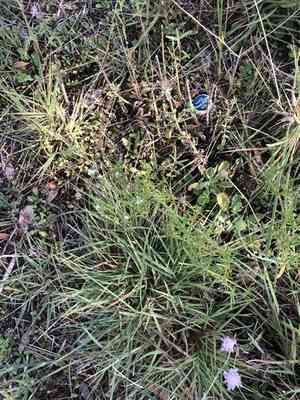 Diamond flowers(Stenaria nigricans)