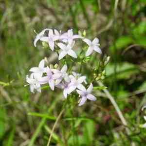 Diamond flowers(Stenaria nigricans)
