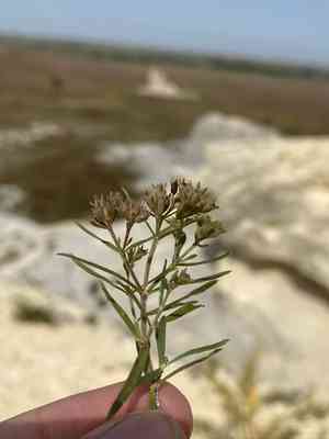 Diamond flowers(Stenaria nigricans)