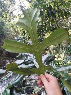 Firewheel tree(Stenocarpus sinuatus)