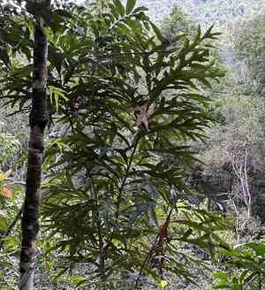 Firewheel tree(Stenocarpus sinuatus)