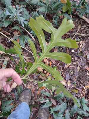 Firewheel tree(Stenocarpus sinuatus)