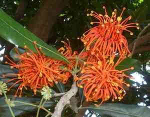 Firewheel tree(Stenocarpus sinuatus)