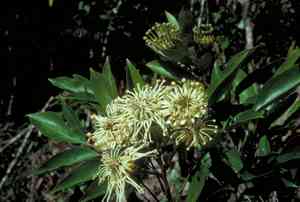 Stenocarpus (Stenocarpus)(Stenocarpus)