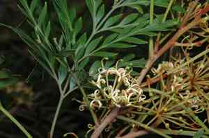 Stenocarpus (Stenocarpus)(Stenocarpus)