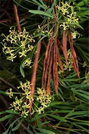 Stenocarpus (Stenocarpus)(Stenocarpus)