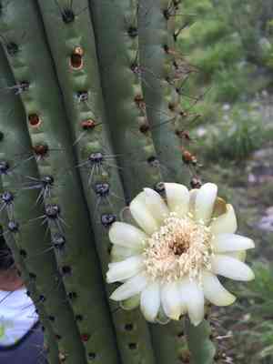 Organ pipe cactus(Stenocereus thurberi)