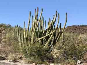 Organ pipe cactus(Stenocereus thurberi)