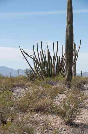 Organ pipe cactus(Stenocereus thurberi)
