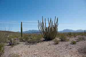 Organ pipe cactus(Stenocereus thurberi)