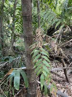 Climbing fern(Stenochlaena palustris)