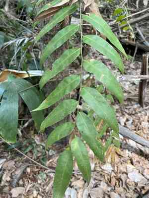 Climbing fern(Stenochlaena palustris)