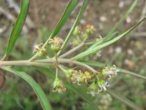 Stenostelma capense(Stenostelma capense)