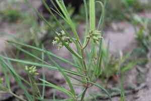 Stenostelma capense(Stenostelma capense)
