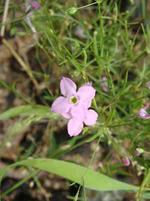 Cape star-violet(Stenotis asperuloides)