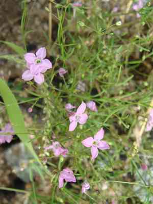 Cape star-violet(Stenotis asperuloides)