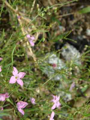 Cape star-violet(Stenotis asperuloides)