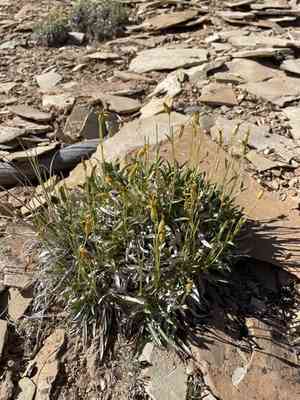Thrift mock goldenweed(Stenotus armerioides)