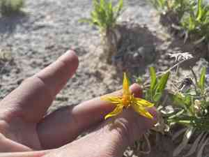 Thrift mock goldenweed(Stenotus armerioides)