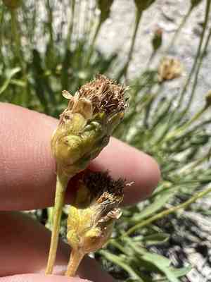 Thrift mock goldenweed(Stenotus armerioides)