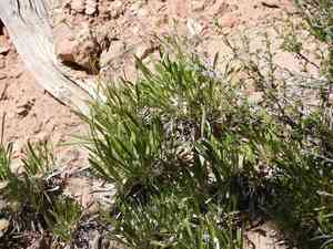 Thrift mock goldenweed(Stenotus armerioides)