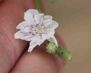 San diego wirelettuce(Stephanomeria diegensis)