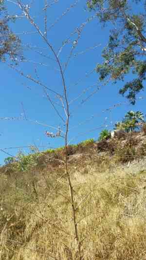 San diego wirelettuce(Stephanomeria diegensis)