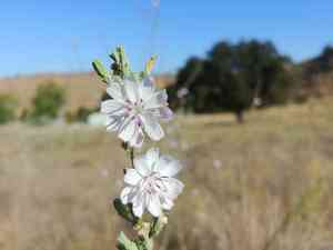 San diego wirelettuce(Stephanomeria diegensis)