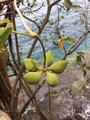 Sterculia ceramica(Sterculia ceramica)
