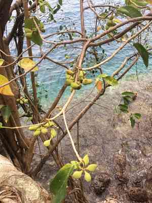 Sterculia ceramica(Sterculia ceramica)