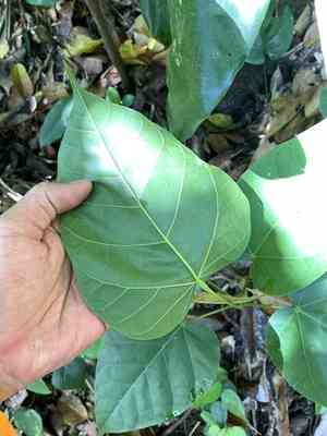 Sterculia ceramica(Sterculia ceramica)