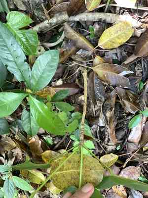 Sterculia ceramica(Sterculia ceramica)