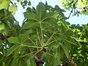 Hazel sterculia(Sterculia foetida)