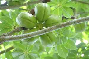 Hazel sterculia(Sterculia foetida)
