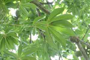 Hazel sterculia(Sterculia foetida)