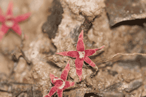 Tropical chestnuts (Sterculia)(Sterculia)