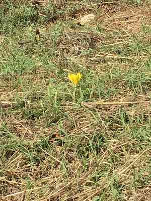 Winter daffodil(Sternbergia lutea)