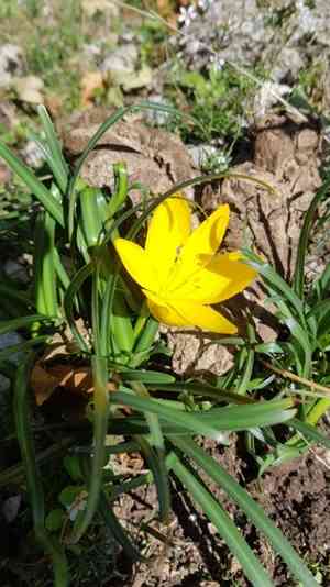 Winter daffodil(Sternbergia lutea)