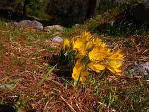 Winter daffodil(Sternbergia lutea)