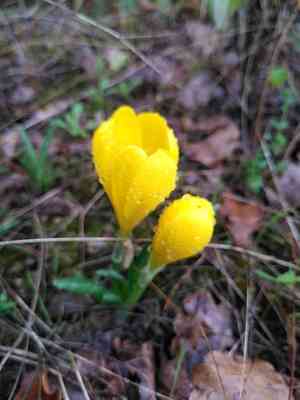 Winter daffodil(Sternbergia lutea)