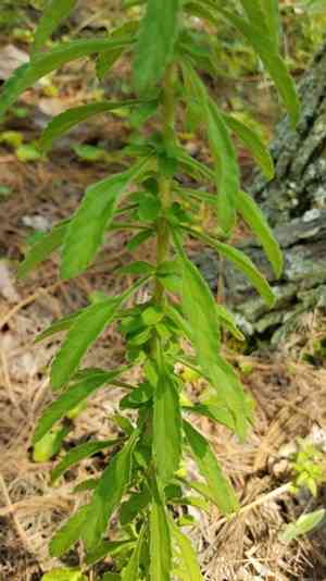 Sawtooth candyleaf(Stevia serrata)